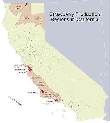 Socioeconomic Challenges of California Strawberry Production and Disease Resistant Cultivars